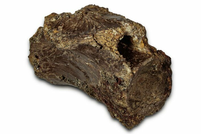 Fossil Tyrannosaur (Nanotyrannus) Caudal Vertebra - Montana #353278